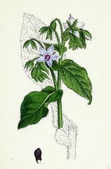 Bourrache officinale fleurs sauvages bleue